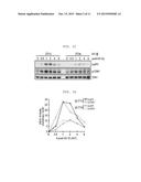 ADMINISTRATION METHOD FOR ANTICANCER DRUGS diagram and image