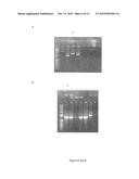 Recombinant Mycobacterium Encoding A Heparin-Binding Hemagglutinin (HBHA)     Fusion Protein And Uses Thereof diagram and image