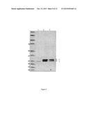 Recombinant Mycobacterium Encoding A Heparin-Binding Hemagglutinin (HBHA)     Fusion Protein And Uses Thereof diagram and image