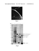 SPIDER SILK FUSION PROTEIN STRUCTURES FOR BINDING TO AN ORGANIC TARGET diagram and image