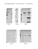 SPIDER SILK FUSION PROTEIN STRUCTURES FOR BINDING TO AN ORGANIC TARGET diagram and image