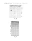 SPIDER SILK FUSION PROTEIN STRUCTURES FOR BINDING TO AN ORGANIC TARGET diagram and image