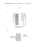 NOVEL IMMUNOPROTEASES diagram and image