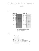 NOVEL IMMUNOPROTEASES diagram and image