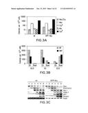 MESENDODERM AND MESODERM CELL POPULATIONS diagram and image