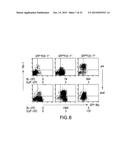 MESENDODERM AND MESODERM CELL POPULATIONS diagram and image