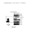 MESENDODERM AND MESODERM CELL POPULATIONS diagram and image