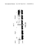 MESENDODERM AND MESODERM CELL POPULATIONS diagram and image