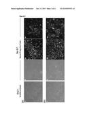 CELL DIFFERENTIATION diagram and image