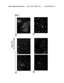 CELL DIFFERENTIATION diagram and image