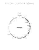 RECOMBINANT ADENOVIRUSES AND USE THEREOF diagram and image