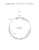 RECOMBINANT ADENOVIRUSES AND USE THEREOF diagram and image