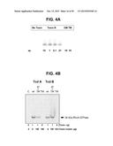 COMPOSITIONS AND METHODS RELATING TO A MUTANT CLOSTRIDIUM DIFFICILE TOXIN diagram and image