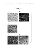 COMPOSITIONS AND METHODS RELATING TO A MUTANT CLOSTRIDIUM DIFFICILE TOXIN diagram and image