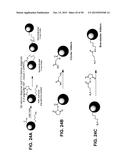 COMPOSITIONS AND METHODS RELATING TO A MUTANT CLOSTRIDIUM DIFFICILE TOXIN diagram and image