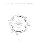 CELL SUITABLE FOR FERMENTATION OF A MIXED SUGAR COMPOSITION diagram and image