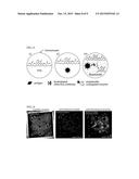 Detecting low-abundant analyte in microfluidic droplets diagram and image