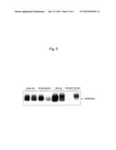 EPITHELIAL OVARIAN CANCER DIFFERENTIATION MARKER diagram and image