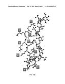 C4S PROTEOGLYCAN SPECIFIC TRANSPORTER MOLECULES diagram and image