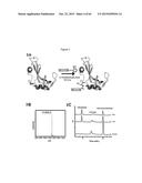 NOVEL POLYMERS, PHARMACEUTICAL COMPOSITIONS AND METHODS OF SYNTHESIZING     THE SAME diagram and image