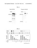 Peptide for Inhibiting Vascular Endothelial Growth Factor Receptor diagram and image
