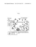 ANTIGEN-BINDING MOLECULE FOR PROMOTING CLEARANCE FROM PLASMA OF ANTIGEN     COMPRISING SUGER CHAIN RECEPTOR-BINDING DOMAIN diagram and image