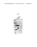 ANTIGEN-BINDING MOLECULE FOR PROMOTING CLEARANCE FROM PLASMA OF ANTIGEN     COMPRISING SUGER CHAIN RECEPTOR-BINDING DOMAIN diagram and image