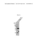 ANTIGEN-BINDING MOLECULE FOR PROMOTING CLEARANCE FROM PLASMA OF ANTIGEN     COMPRISING SUGER CHAIN RECEPTOR-BINDING DOMAIN diagram and image