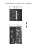 NON-B-LINEAGE CELLS CAPABLE OF PRODUCING ANTIBODY diagram and image