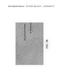 NON-B-LINEAGE CELLS CAPABLE OF PRODUCING ANTIBODY diagram and image