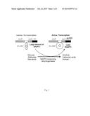 SENSOR FOR NADP (H) AND DEVELOPMENT OF ALCOHOL DEHYDROGENASES diagram and image