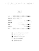 NOVEL IRON-ZINC BINDING CONTROL FACTOR, AND TECHNIQUE FOR IMPROVING IRON     DEFICIENCY TOLERANCE OF PLANT AND ENHANCING IRON AND ZINC ACCUMULATION IN     EDIBLE PART THEREOF BY CONTROLLING EXPRESSION OF NOVEL IRON-ZINC BINDING     CONTROL FACTOR diagram and image