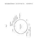 PLANTS WITH ALTERED ROOT ARCHITECTURE, RELATED CONSTRUCTS AND METHODS     INVOLVING GENES ENCODING LEUCINE RICH REPEAT KINASE (LLRK) POLYPEPTIDES     AND HOMOLOGS THEREOF diagram and image