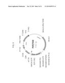 PLANTS WITH ALTERED ROOT ARCHITECTURE, RELATED CONSTRUCTS AND METHODS     INVOLVING GENES ENCODING LEUCINE RICH REPEAT KINASE (LLRK) POLYPEPTIDES     AND HOMOLOGS THEREOF diagram and image