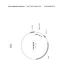 PLANTS WITH ALTERED ROOT ARCHITECTURE, RELATED CONSTRUCTS AND METHODS     INVOLVING GENES ENCODING LEUCINE RICH REPEAT KINASE (LLRK) POLYPEPTIDES     AND HOMOLOGS THEREOF diagram and image