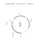 PLANTS WITH ALTERED ROOT ARCHITECTURE, RELATED CONSTRUCTS AND METHODS     INVOLVING GENES ENCODING LEUCINE RICH REPEAT KINASE (LLRK) POLYPEPTIDES     AND HOMOLOGS THEREOF diagram and image