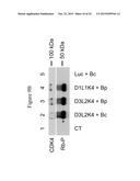 IMMOBILISED CYCLIN-DEPENDENT KINASE 4 FUSION PROTEINS AND USES THEREOF diagram and image