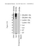 IMMOBILISED CYCLIN-DEPENDENT KINASE 4 FUSION PROTEINS AND USES THEREOF diagram and image