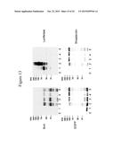 IMMOBILISED CYCLIN-DEPENDENT KINASE 4 FUSION PROTEINS AND USES THEREOF diagram and image