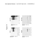 IMMOBILISED CYCLIN-DEPENDENT KINASE 4 FUSION PROTEINS AND USES THEREOF diagram and image