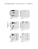 IMMOBILISED CYCLIN-DEPENDENT KINASE 4 FUSION PROTEINS AND USES THEREOF diagram and image