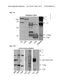 COMPOSITIONS AND METHODS FOR DETECTING COMPLEMENT ACTIVATION diagram and image