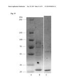 COMPOSITIONS AND METHODS FOR DETECTING COMPLEMENT ACTIVATION diagram and image