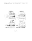 SMALL MOLECULE BICYCLIC AND TRICYCLIC CFTR CORRECTORS diagram and image