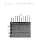 PEPTIDIC CHIMERIC ANTIGEN RECEPTOR T CELL SWITCHES AND USES THEREOF diagram and image