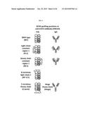 PEPTIDIC CHIMERIC ANTIGEN RECEPTOR T CELL SWITCHES AND USES THEREOF diagram and image