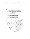 STRATEGY TO ENGINEER PHYTOCHROMES WITH IMPROVED ACTION IN CROP FIELDS diagram and image