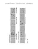 Medicament for atrophy treatment or increasing cell growth diagram and image