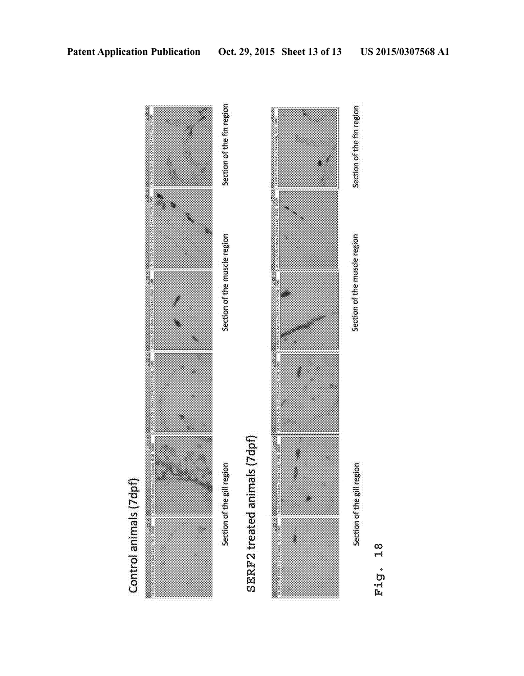 Medicament for atrophy treatment or increasing cell growth - diagram, schematic, and image 14