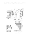 MIMETIC PEPTIDES DERIVED FROM COLLAGEN TYPE IV AND THEIR USE FOR TREATING     ANGIOGENESIS- AND LYMPHANGIOGENESIS- DEPENDENT DISEASES diagram and image